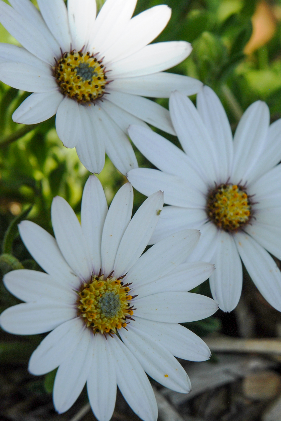 Avalanche White Sun Daisy